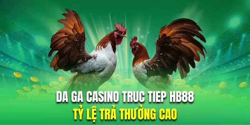 Các màn thi đấu chọi kê trực tiếp đều có tỷ lệ thưởng rất cao