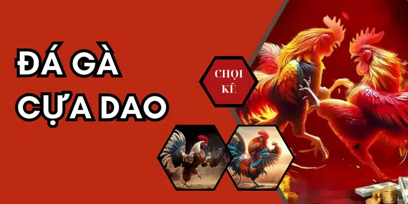 Đá gà cựa dao