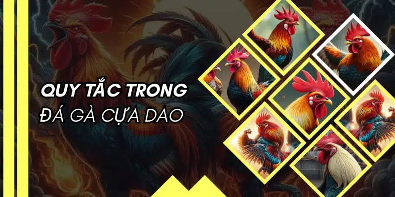 Áp dụng các quy tắc đặc biệt khi chơi chọi kê cựa dao